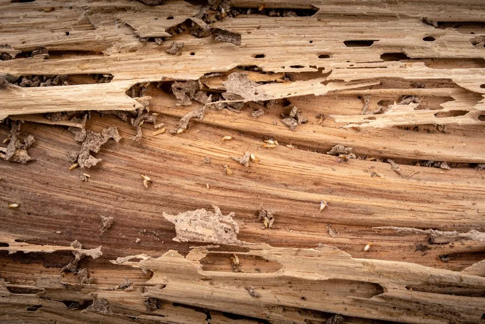 Close-up of a piece of wood damaged by termites, showing tunnels, holes, wood debris, and several small termites crawling on the surface.