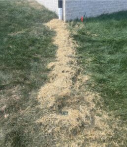 A patch of straw covers bare soil in a strip leading away from a building’s downspout, surrounded by green grass.