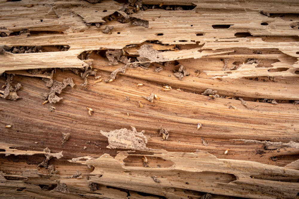 Close-up of a piece of wood damaged by termites, showing tunnels, holes, wood debris, and several small termites crawling on the surface.